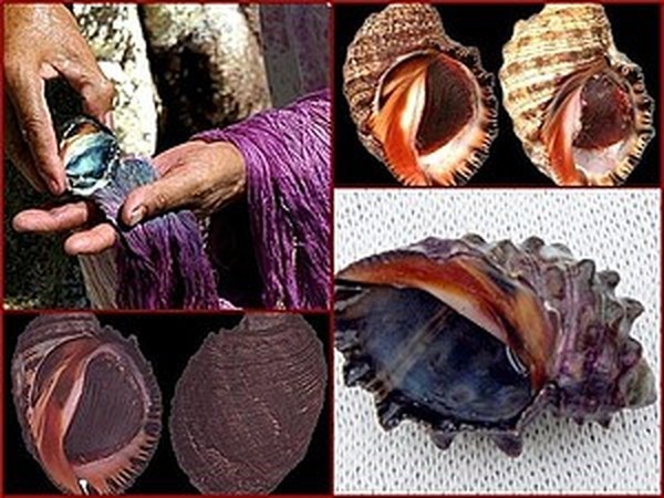 О пурпуре - редком природном красителе | Ярмарка Мастеров - ручная работа, handmade