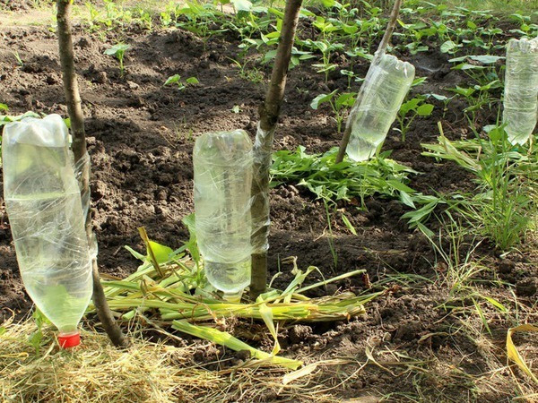 Капельный полив комнатных растений из пластиковых бутылок - Капельный полив Центролит