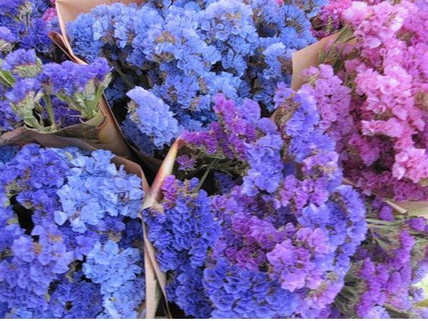 одной успальнице, цветы сухостой названия и фото про