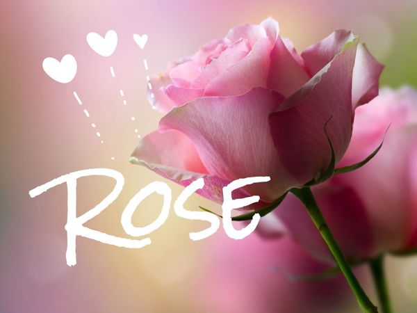 Конкурс-розыгрыш ROSE. Старт | Ярмарка Мастеров - ручная работа, handmade