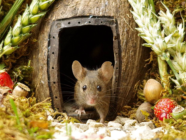 Photographer Built a Village for Mice | Livemaster - handmade