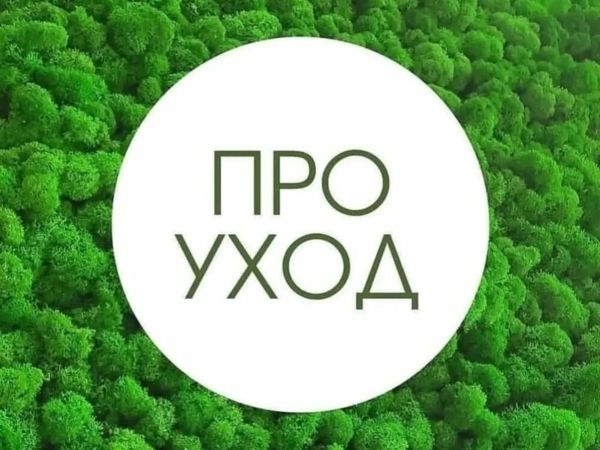 Уход за стабилизированным мхом | Ярмарка Мастеров - ручная работа, handmade Уход за стабилизированным мхом | Ярмарка Мастеров - ручная работа, handmade