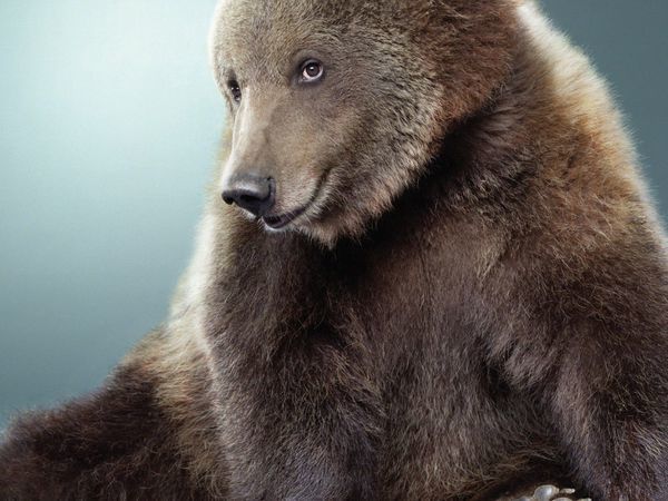 Завтра 26 октября совместный аукцион тедди! | Ярмарка Мастеров - ручная работа, handmade