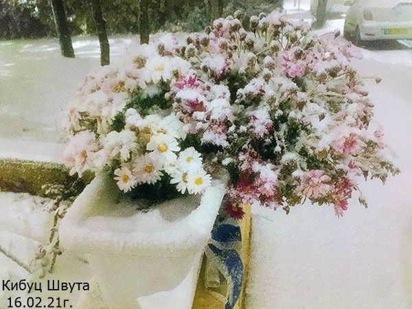 Иерусалим. Цветы и снег | Ярмарка Мастеров - ручная работа, handmade