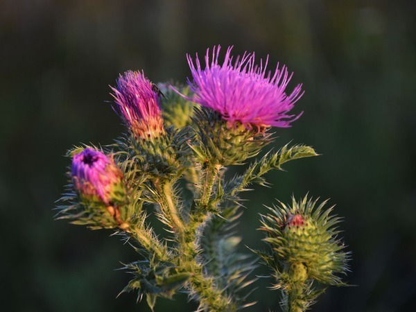 репейник синеголовник. чертополох мелкоголовчатый. расторопша чертополох татарник. чертополох оберег. чертополох тёрмера.