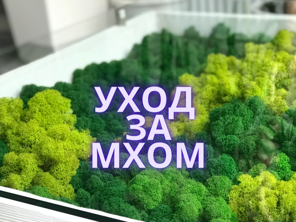Внимание! Уход за мхом | Ярмарка Мастеров - ручная работа, handmade