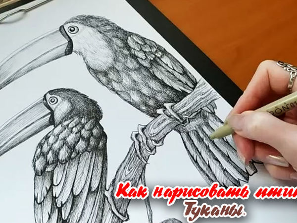 Как нарисовать птиц? Туканы: Персональные записи в журнале Ярмарки Мастеров