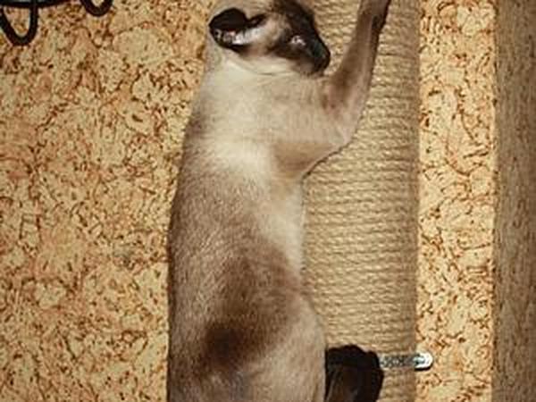 Когтеточка для кошек своими руками: спасаем мебель от пушистого проказника