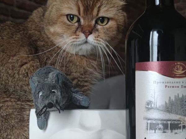 Руфус — неизменный вдохновитель | Ярмарка Мастеров - ручная работа, handmade Руфус — неизменный вдохновитель | Ярмарка Мастеров - ручная работа, handmade