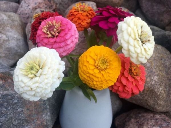 Цинния — краски лета | Ярмарка Мастеров - ручная работа, handmade