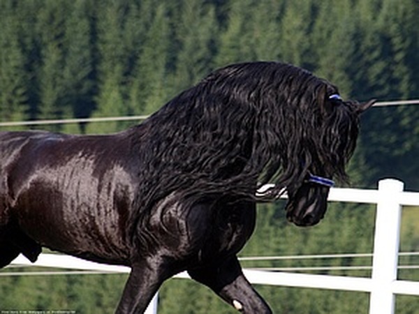 Как сделать красивое фото с лошадью: 5 советов