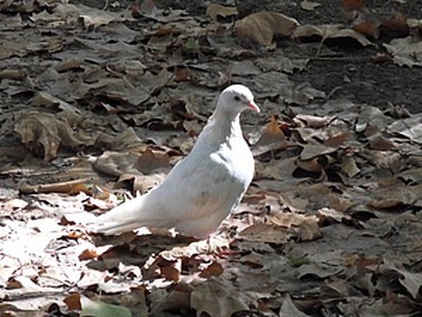 Сова бежит из ванной