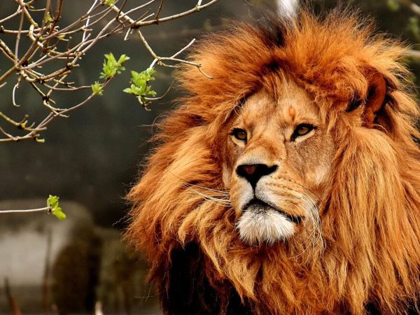 Красивый лев (65 фото) - фото - картинки и рисунки: скачать бесплатно