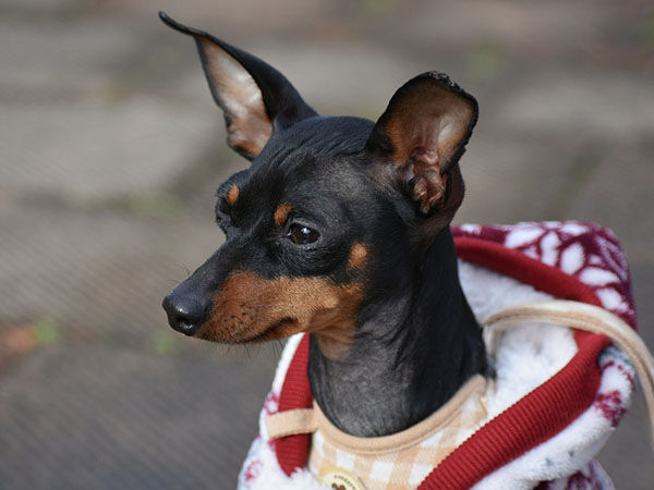 Одежда для собак своими руками: обучающие видео уроки с пошаговыми схемами вязания