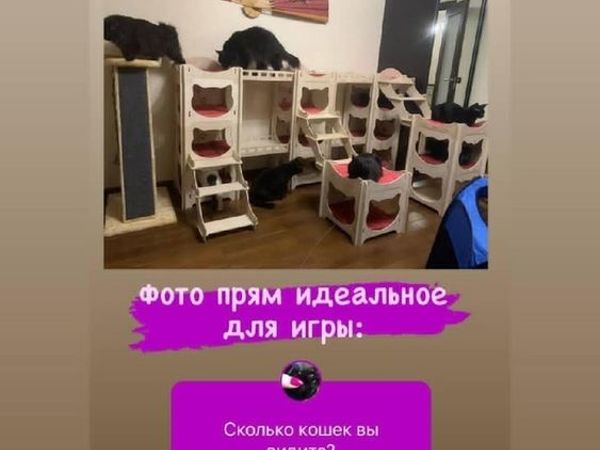 Чем больше у тебя кошек, тем дольше живешь | Ярмарка Мастеров - ручная работа, handmade