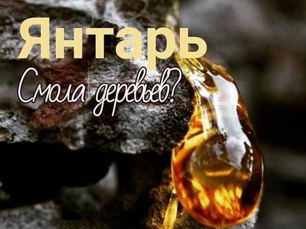 Янтарь — Смола хвойных деревьев?: Персональные записи в журнале Ярмарки ...