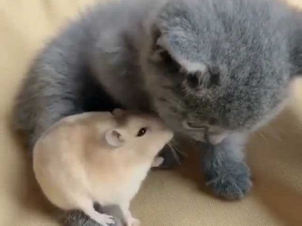 Хомяк пригласить друзей