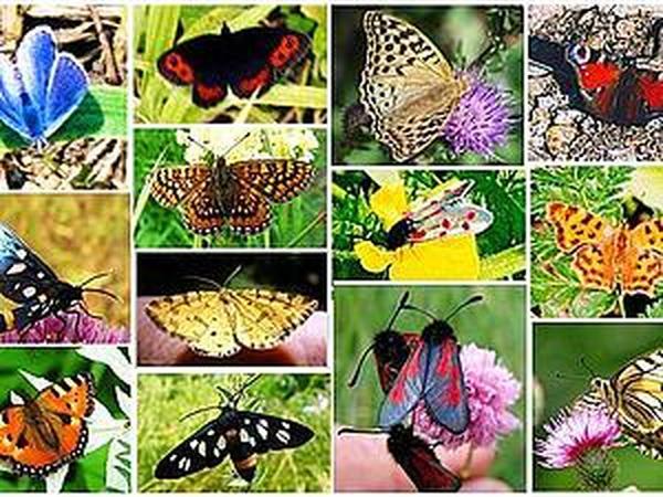 Каких бабочек нельзя увидеть днем на лугу. Разнообразие бабочек. Бабочки коллаж. Несколько видов бабочек. Много бабочек разных видов.
