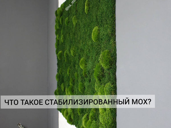 🌿Стабилизированный мох. Вся правда. Сравнение стабилизированного мха с искусственным.