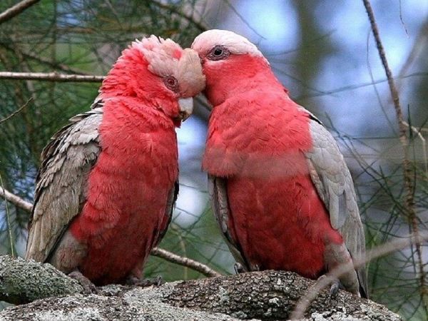 Как различить пол попугая: практические методы