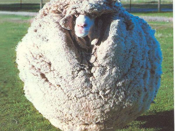 Лучший онлайн волокна овец вязание шерсти и пряжа