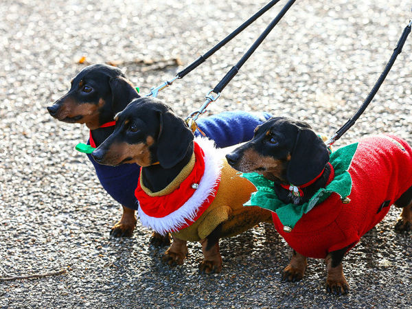 Dachshunds Invasion: Hundreds Of Dogs In Costumes Took Part In London's Hydepark Sausage Walk Festival | Livemaster - handmade