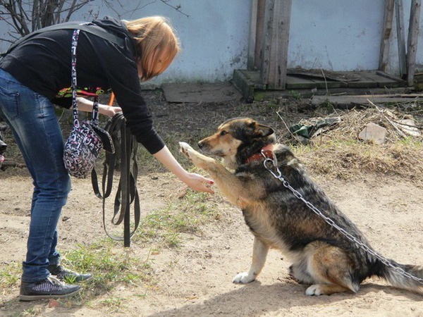 Нужна помощь приюту