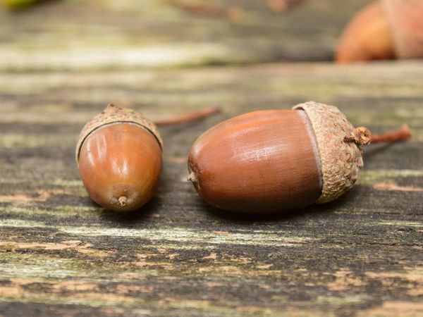 Inspired By Acorns: 33 Non-Boring Ideas For Skillful Hands | Livemaster - handmade