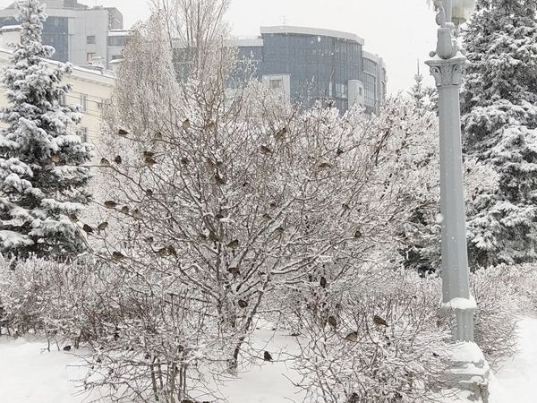 Какое Ваше первое утро 2019 года? Доброе утро, Страна! | Ярмарка Мастеров - ручная работа, handmade