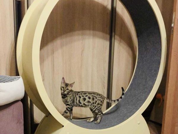 Хвост виляет с космической скоростью | Ярмарка Мастеров - ручная работа, handmade
