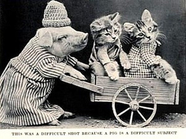 LOLCats: Смешные коты Гарри  Фриса | Ярмарка Мастеров - ручная работа, handmade