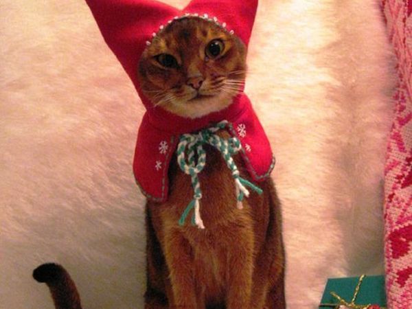 Christmas Cats! And a Little About the Safety of Pets During the Holidays | Livemaster - handmade