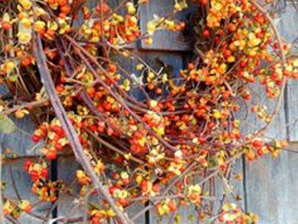 Осенние веночки: буйство красок для украшения дома | Ярмарка Мастеров - ручная работа, handmade