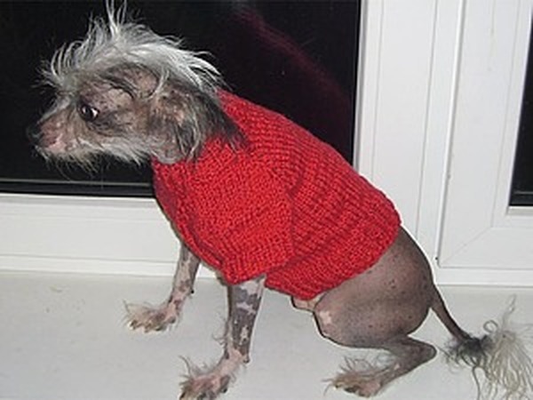 Пуловер с капюшоном для собаки | Вязание от А до Я