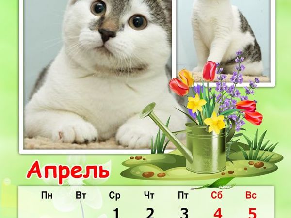 Кошко-собачий календарь Апрель | Ярмарка Мастеров - ручная работа, handmade