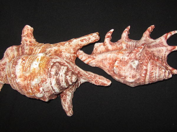 Создаем морские раковины из папье-маше | Ярмарка Мастеров - ручная работа, handmade