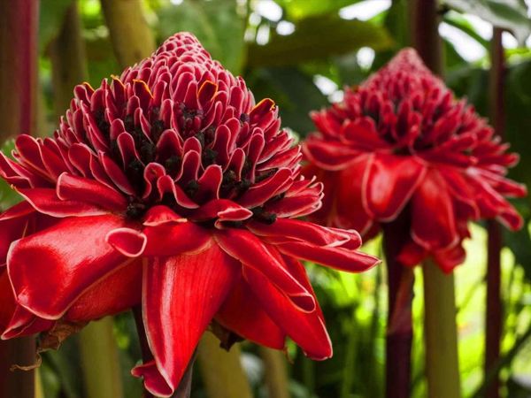 10 самых странных и необычных растений со всего мира
