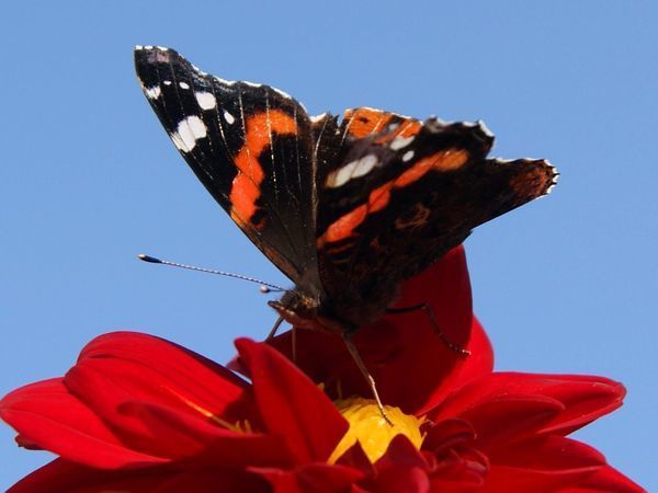Бабочки на георгинах | Ярмарка Мастеров - ручная работа, handmade
