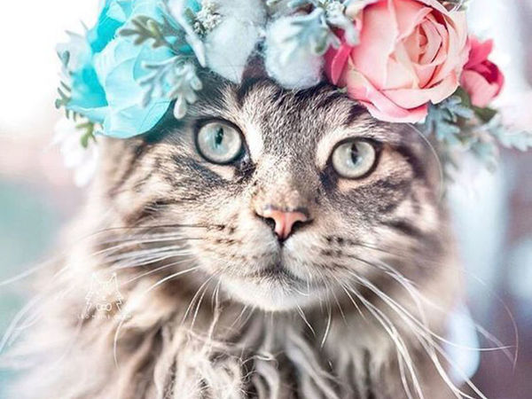 Cats, Dogs, Flowers: Unusual Photo Portraits of Beloved Pets | Livemaster - handmade