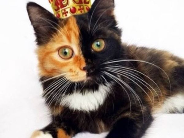 Her Majesty the Cat | Livemaster - handmade