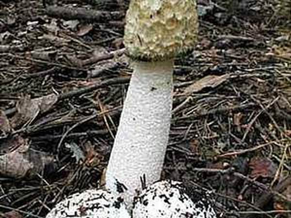 Неприличный гриб | Ярмарка Мастеров - ручная работа, handmade
