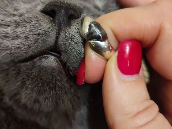 Кольцо Кошачий нос из серебра 925 пробы | Ярмарка Мастеров - ручная работа, handmade