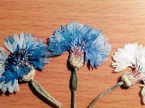 Легкие цветы из гофрированной бумаги (132 фото + мастер-класс) своими руками