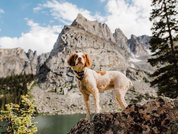 Colorado Dog: How Aspen Dog Conquers Mountain Peaks And Our Hearts | Livemaster - handmade