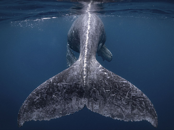National Geographic Presented Best Photos 2018 | Livemaster - handmade