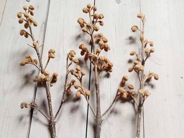 Павловния | Ярмарка Мастеров - ручная работа, handmade