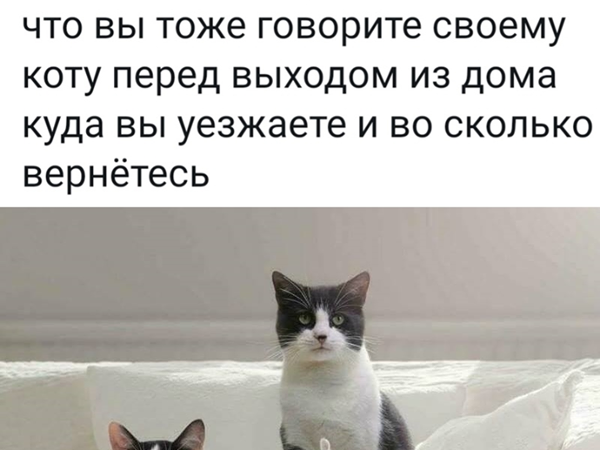Про собак и котов | Ярмарка Мастеров - ручная работа, handmade
