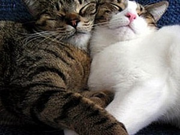Котики спят в обнимку. Кошки нежность. Коты любовь. Кошки любовь. Кот любовь.