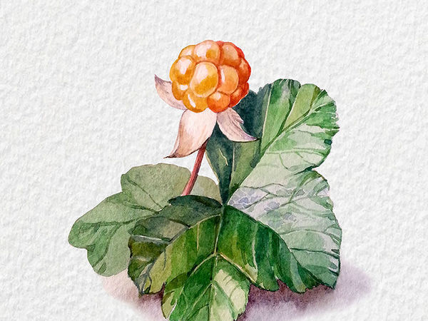 A Simple Guide on Drawing a Watercolour with Cloudberries | Ярмарка Мастеров - ручная работа, handmade