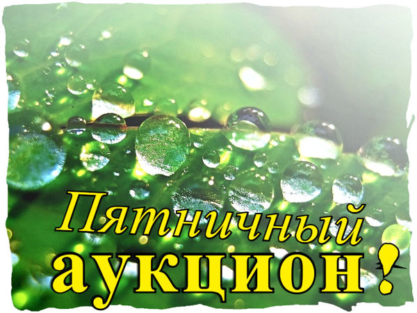 Аукцион на 'Весёлую грушу' (завершён) | Ярмарка Мастеров - ручная работа, handmade